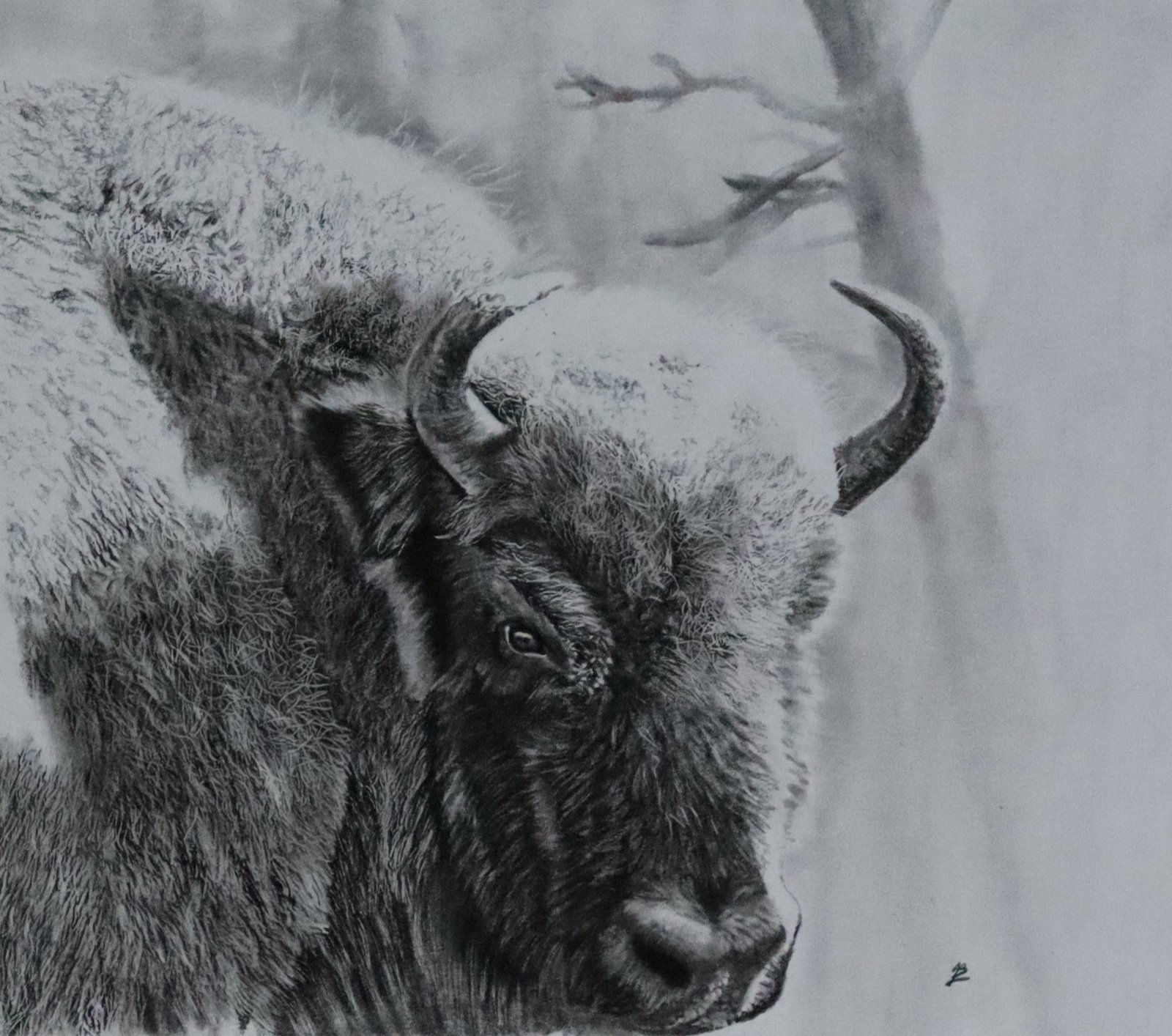 European Bison