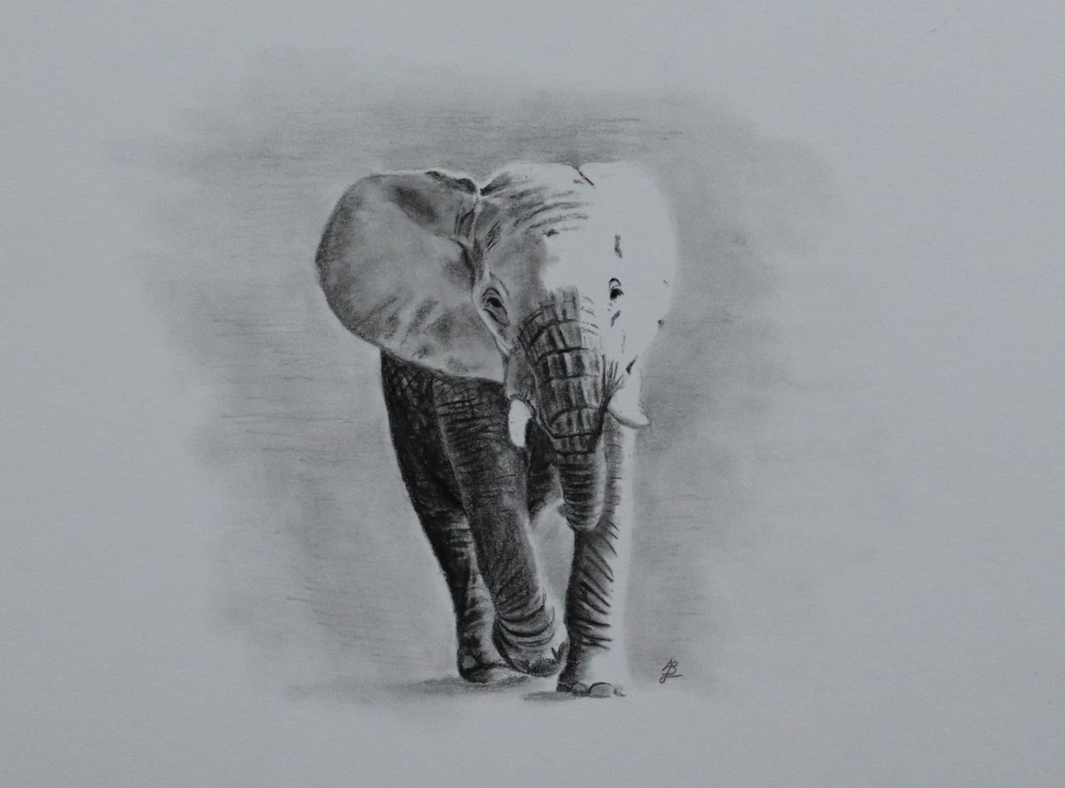 African Bush Elephant 1