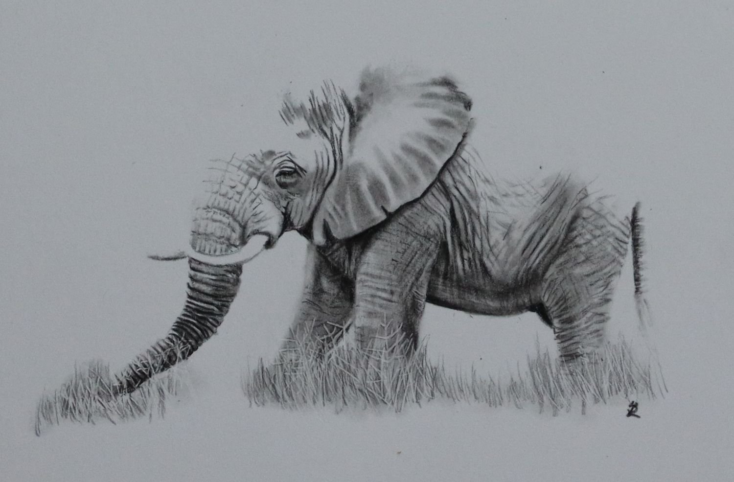 African Bush Elephant 2