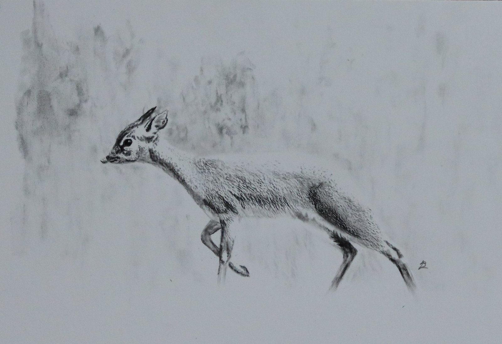 Kirk's Dik Dik