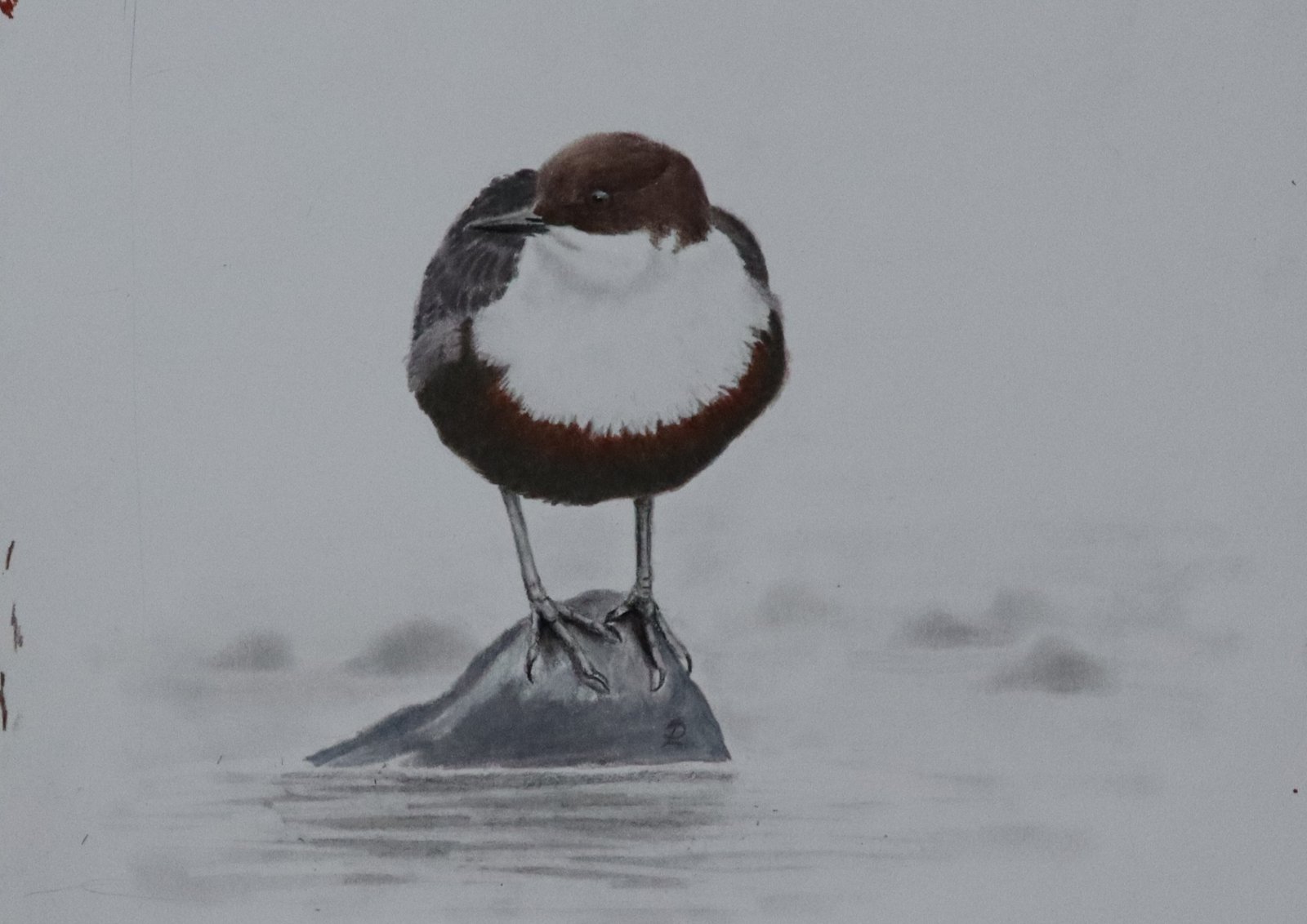 British Dipper