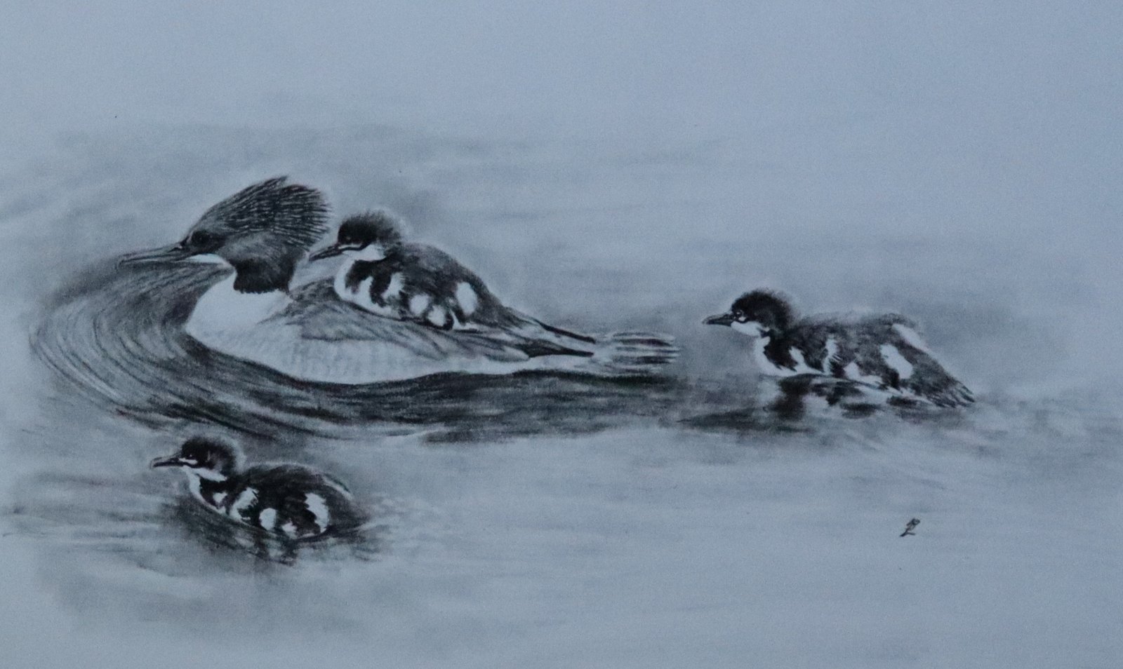 Goosander Family