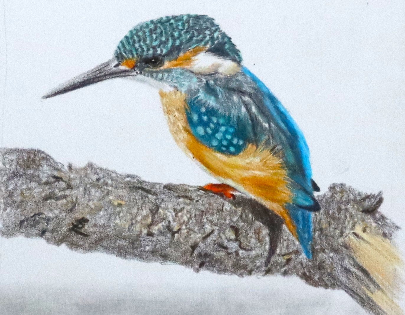 Kelvin Kingfisher