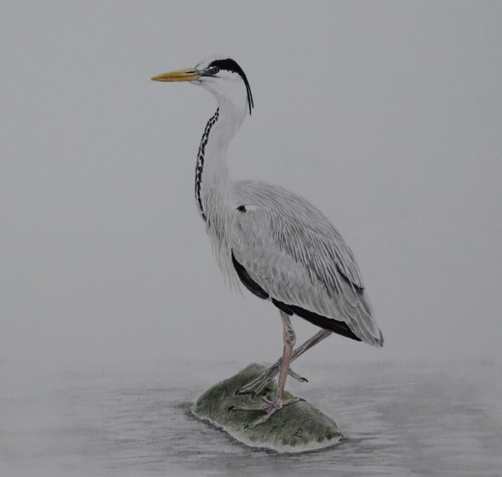 Grey Heron