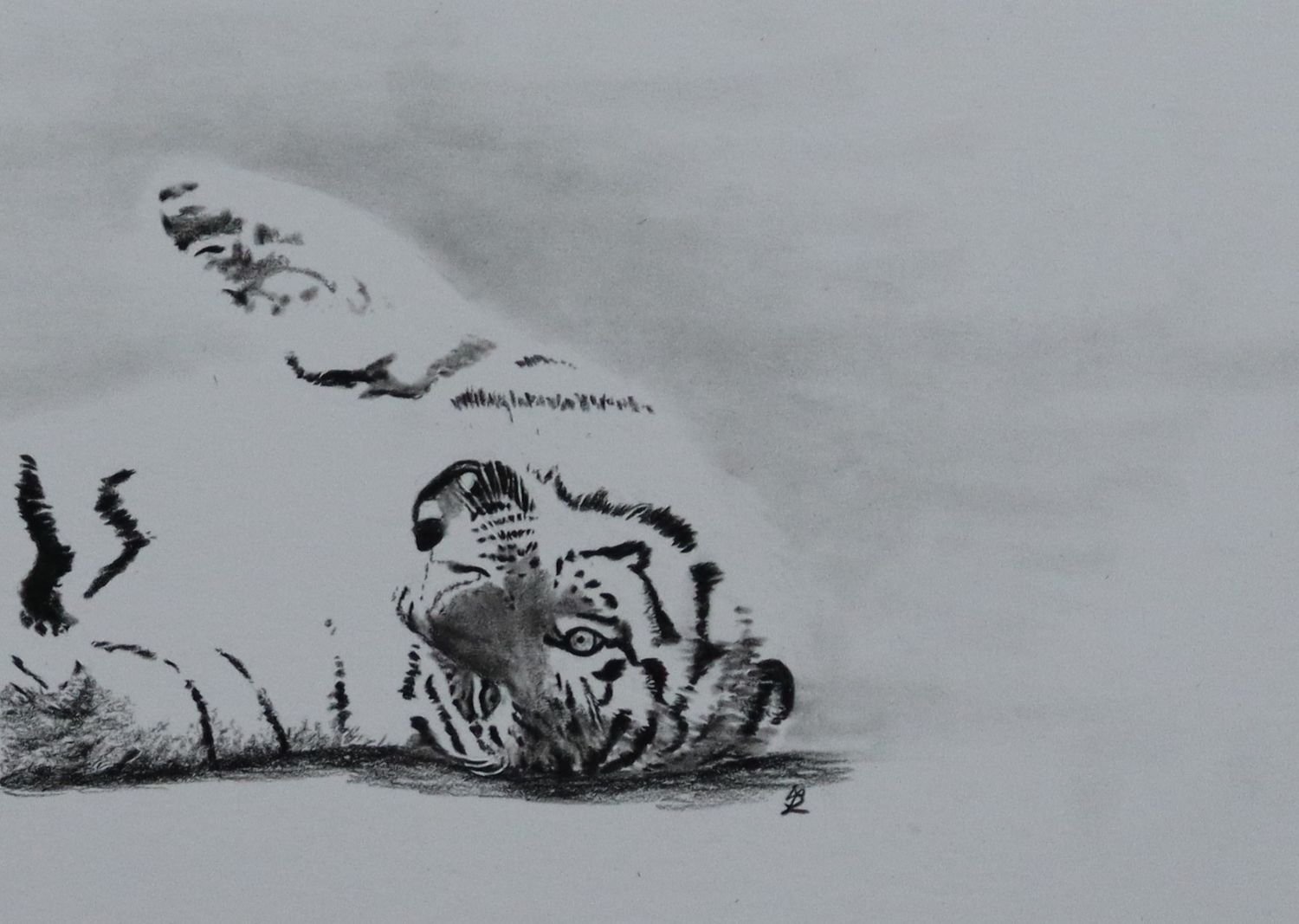 Amur Tiger