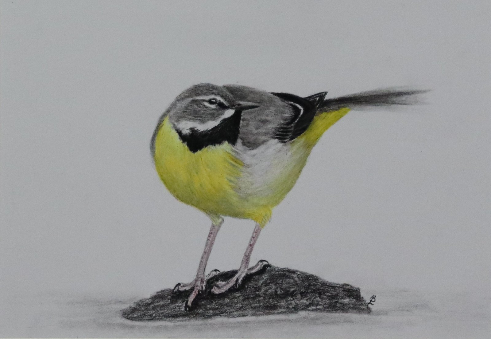 Grey Wagtail